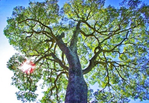 Árvore Copaíba ( Copaifera sp). SP. 2004. Foto de Mauricio Simonetti.
