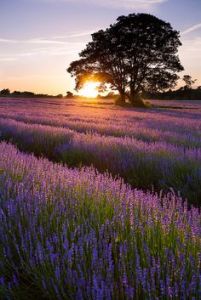 sunset lavender_Olly Plumstead